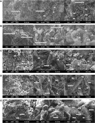 An Experimental Study on Strength Characteristics and Hydration Mechanism of Cemented Ultra-Fine Tailings Backfill